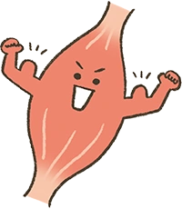 イラスト：筋肉